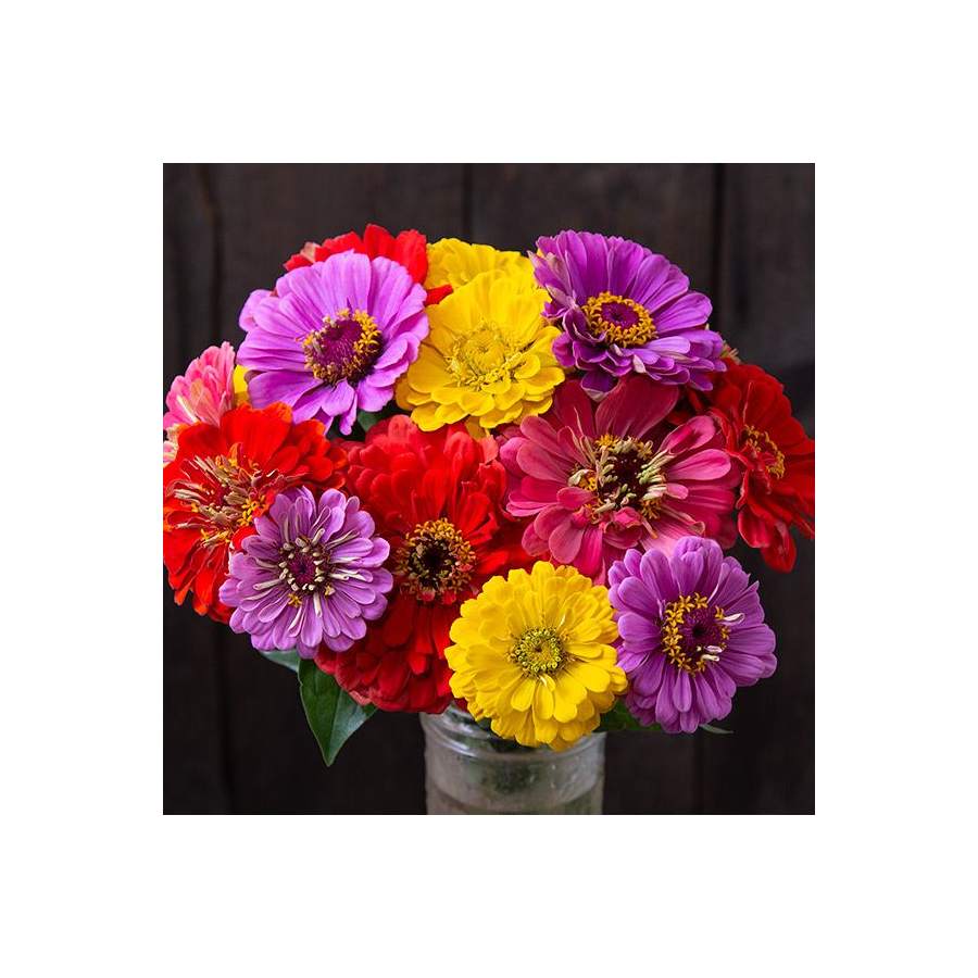 County Fair Blend Zinnias